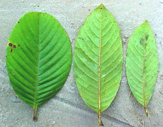 Davilla rugosa, hojas vivas