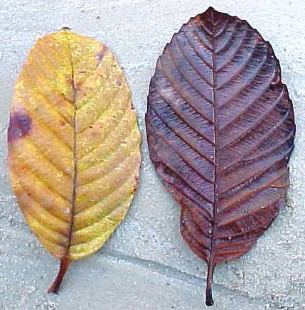 Davilla rugosa, hojas muertas