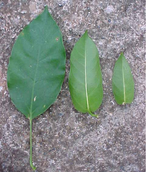 Dendropanax arboreus, hojas