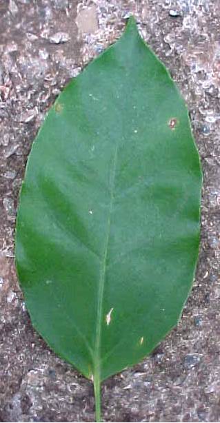 Dendropanax arboreus, hoja