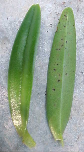 Epidendrum rigidum, hojas