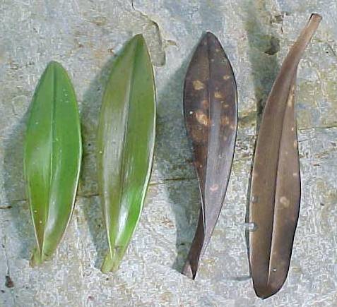 Epidendrum secundum, living leaves (left), dead leaves (right)