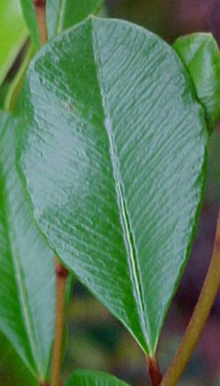 Espadea amoena, leaf