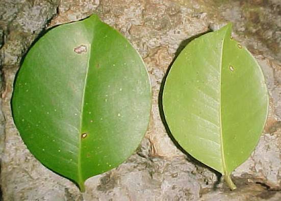 Eugenia galeata, hojas