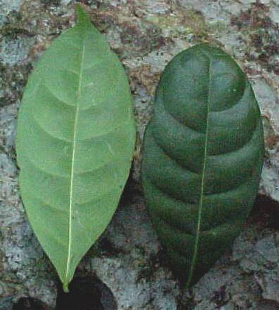 Faramea occidentalis, hojas