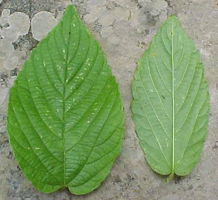 Gouania lupuloides, leaves