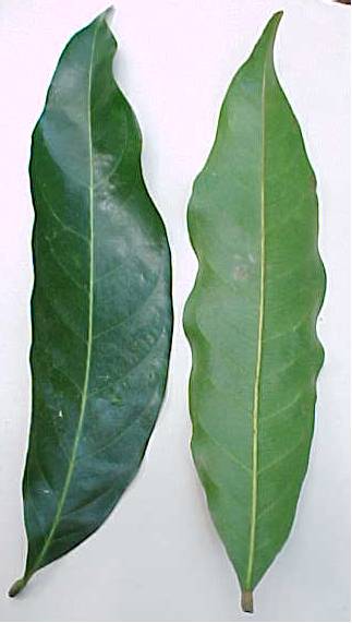 Guarea guidonia, foliolos vivos