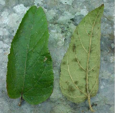 Guazuma ulmifolia, living leaves