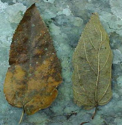 Guazuma ulmifolia, dry leaves