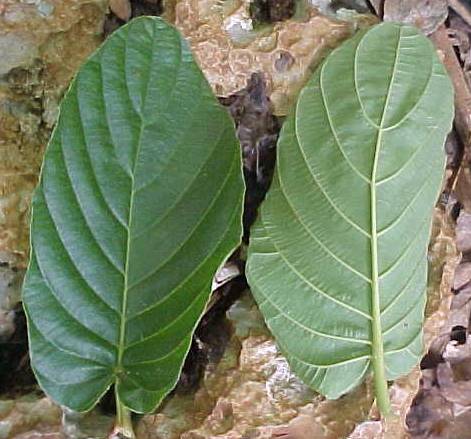 Guettarda calyptrata, hojas