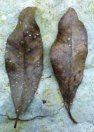 Gymnanthes lucida, hojas muertas