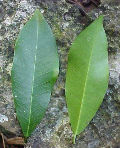 Gymnanthes lucida, hojas vivas