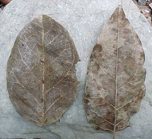 Hebestigma cubense, foliolos muertos