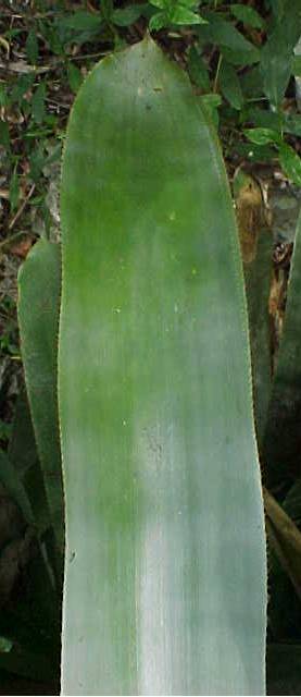 Hohenbergia penduliflora, hoja