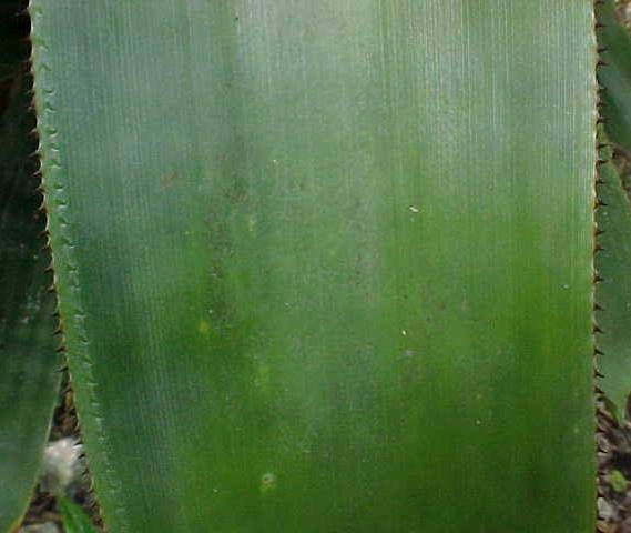 Hohenbergia penduliflora, detalle de la hoja