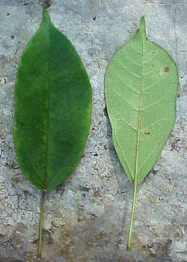 Jatropha Leaf