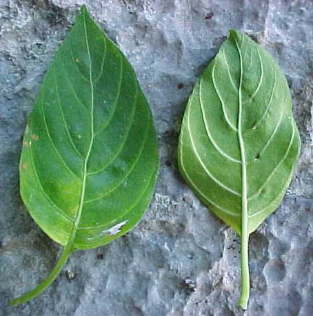 Justicia roigii, detail of leaves
