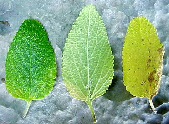 Lantana strigosa, hojas vivas (izquierda), hoja muerta (derecha)