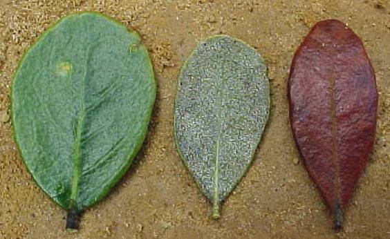 Lyonia myrtilloides, living leaves (left), dead leaf (right)