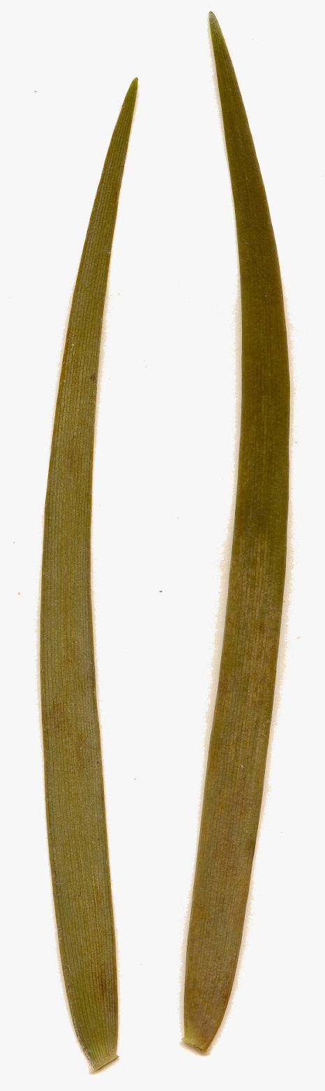 Microcycas calocoma, pinnas