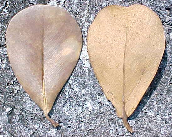 Clusia rosea, dead leaves