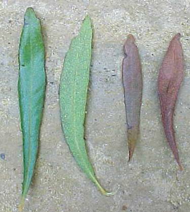 Myrica cerifera, hojas vivas (izquierda), hojas muertas (derecha)