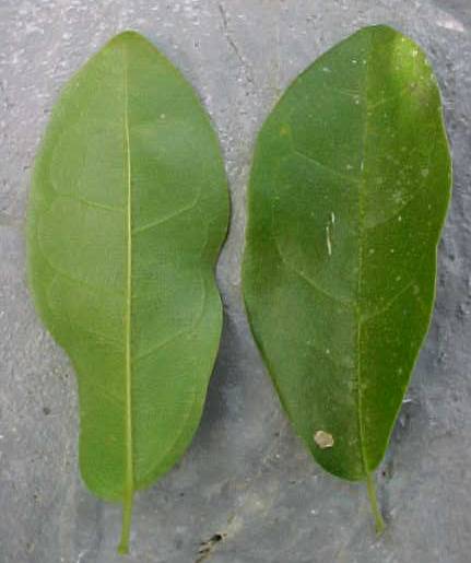 Neomacfadya podopogon, leaves