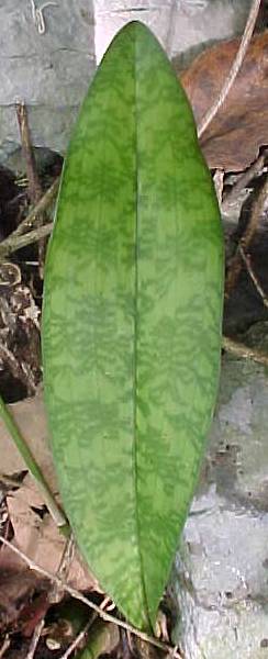 Oeceoclades maculata, leaf
