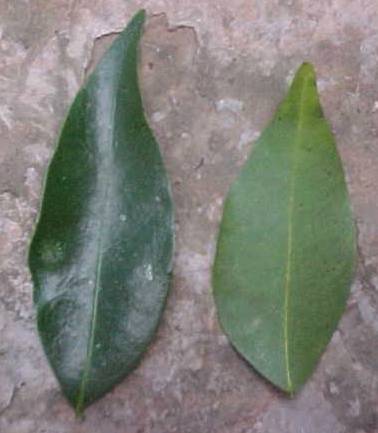 Oxandra lanceolata, hojas