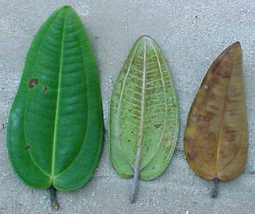 Pachyanthus poiretii, hojas vivas (izquierda), hoja muerta (derecha)