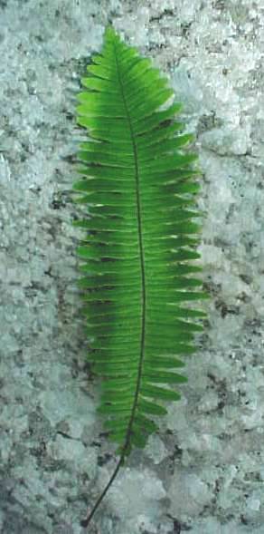 Pecluma plumula, leaf
