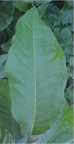 Pera oppositifolia, leaf