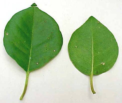 Pisonia aculeata, leaves