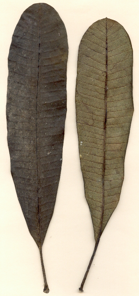 Plumeria emarginata, dead leaves