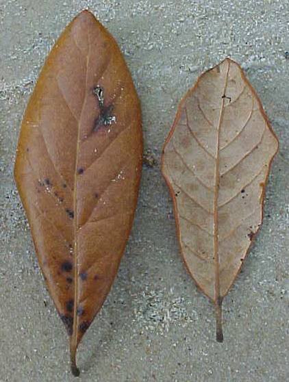 Quercus oleoides subsp. sagraeana, hojas muertas