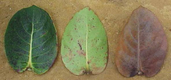 Roigella correifolia, hojas vivas (izquierda), hoja muerta (derecha)