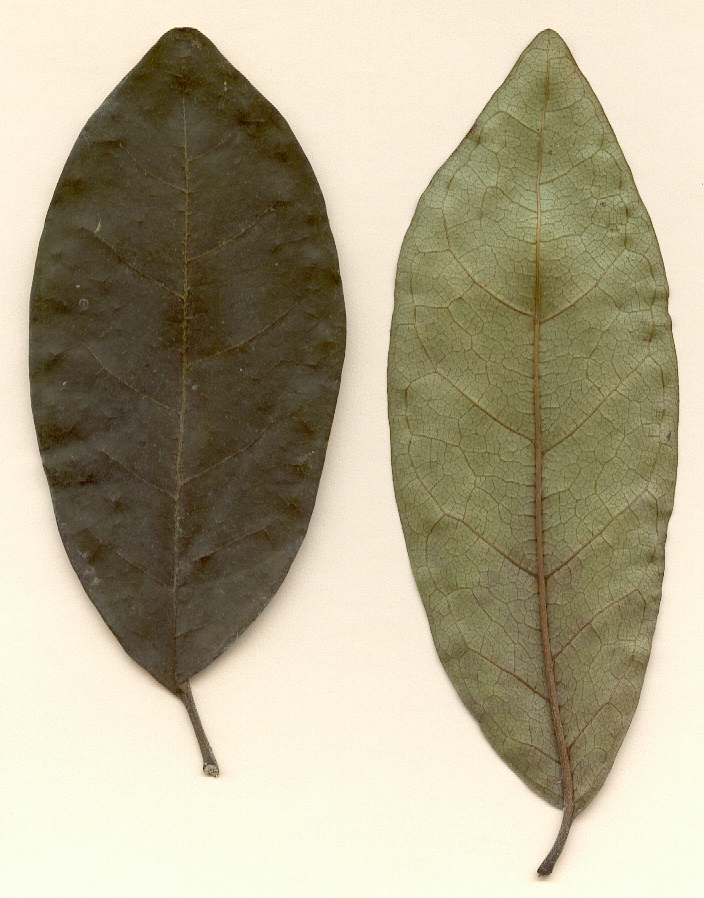 Rondeletia odorata, hojas