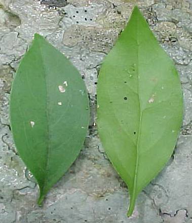 Schaefferia frutescens, leaves