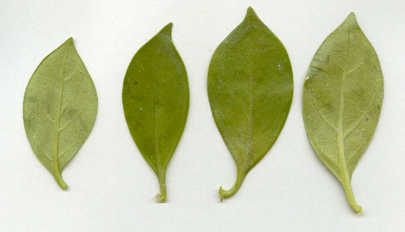 Siemensia pendula, hojas