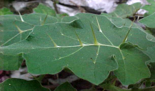 Solanum myriacanthum, spines on the leaves
