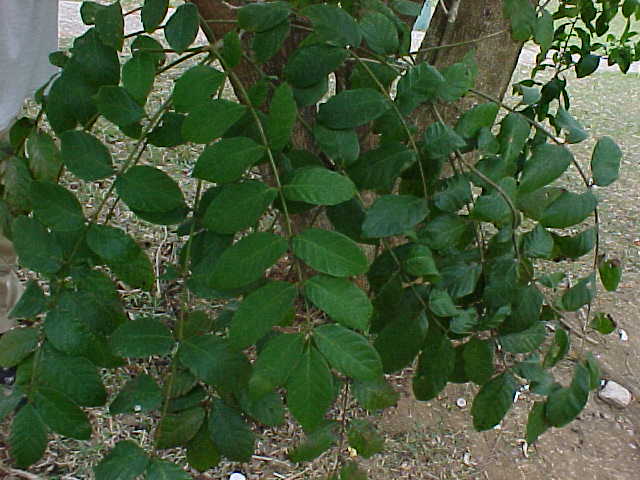 Spathodea campanulata, branches