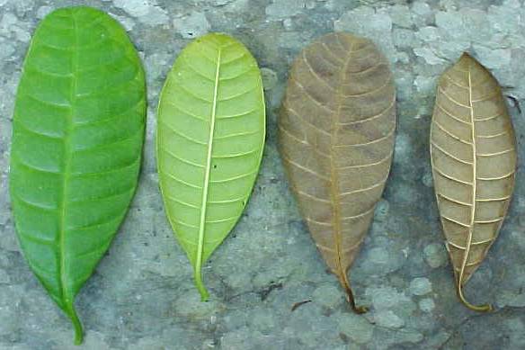 Tabernaemontana amblyocarpa, living leaves (left), dead leaves (right)