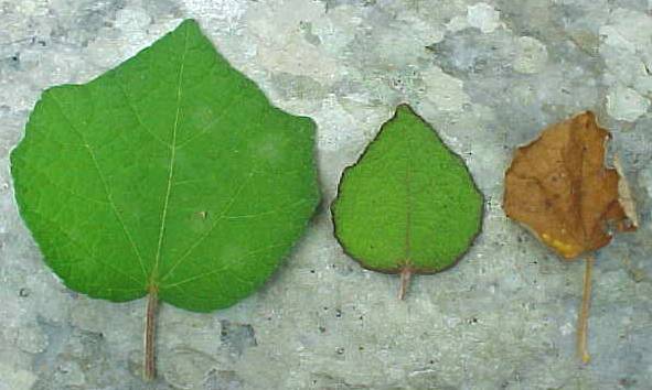 Urena lobata, living leaves (left), dead leaf (right)