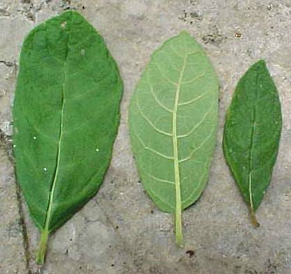 Vernonia menthifolia, hojas