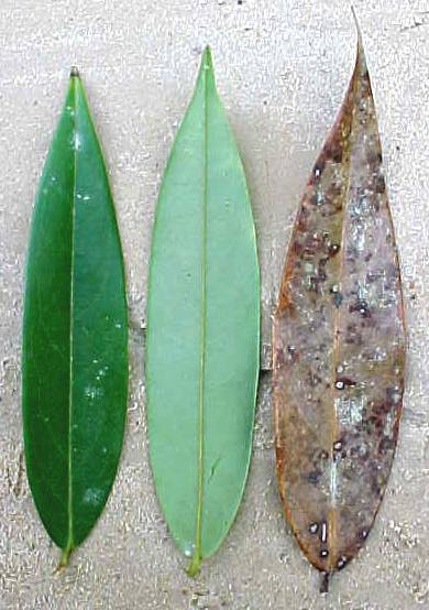 Xylopia aromatica, living leaves (left), dead leaf (right)