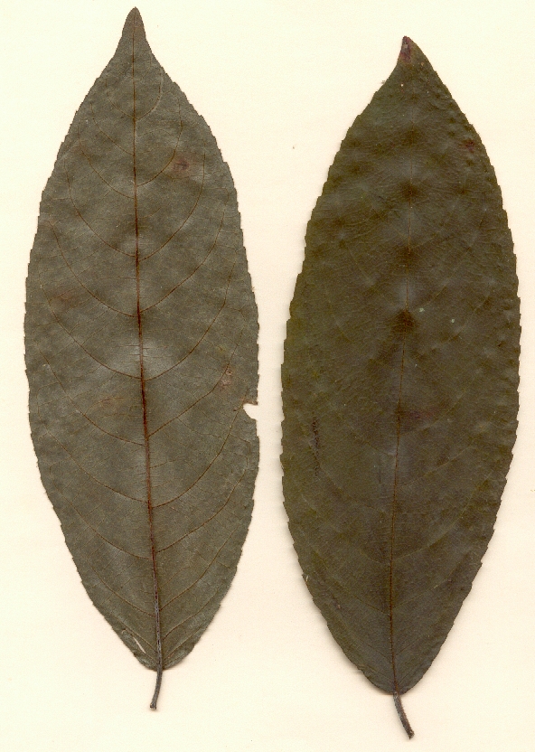 Zuelania guidonia, dead leaves