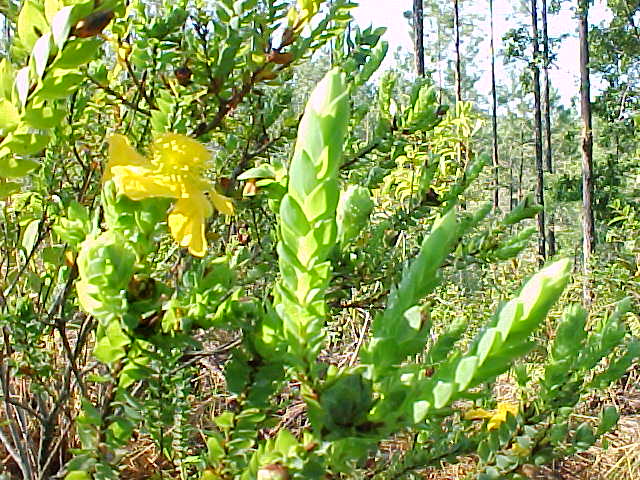 Hypericum styphellioides