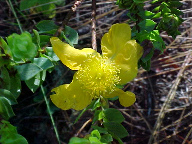 Hypericum styphellioides, flor