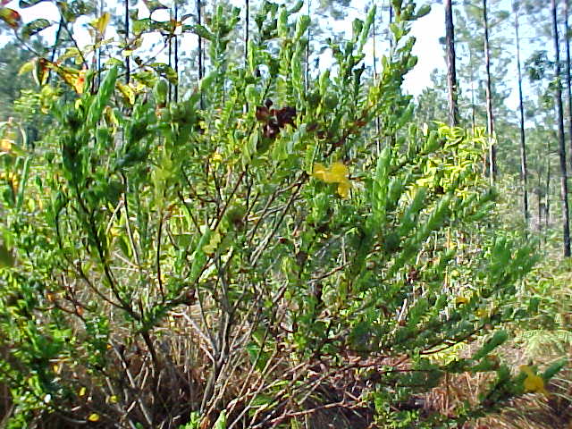 Hypericum styphellioides