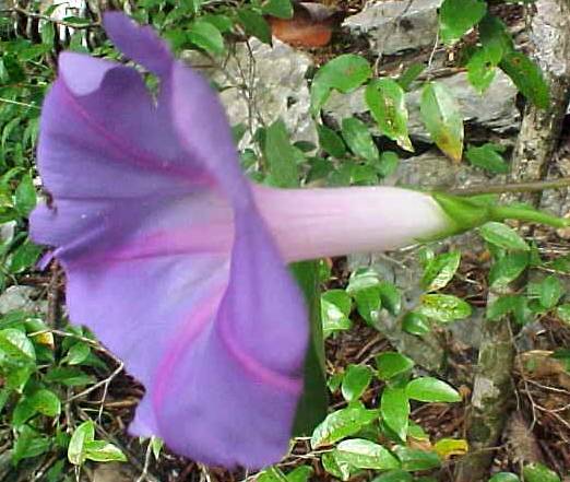 Ipomoea nil, flower